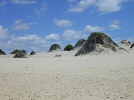 Bitou bush humps at Dark Point in Myall Lakes National Park (Photo by Caroline Wenger). Bitou bush humps at Dark Point in Myall Lakes National Park (Photo by Caroline Wenger).