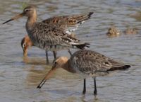 Black-tailed Godwit, photo credit: Danny Rogers Black-tailed Godwit, photo credit: Danny Rogers