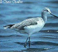 Common Greenshank Common Greenshank