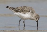 Curlew Sand, photo credit: Danny Rogers Curlew Sand, photo credit: Danny Rogers