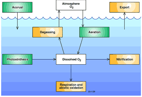 Figure of oxygen dynamics in coastal waters Figure of oxygen dynamics in coastal waters