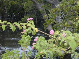 Photo of Invasion of mangroves near Tea Gardens, NSW, by Lantana Photo of Invasion of mangroves near Tea Gardens, NSW, by Lantana