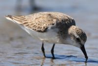 Red-necked Stint, photo credit: Danny Rogers Red-necked Stint, photo credit: Danny Rogers