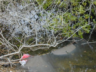 Photo of die back in mangroves in Moreton Bay, QLD Photo of die back in mangroves in Moreton Bay, QLD