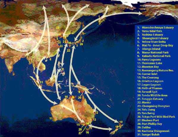 Figure showing the East Asian - Australasian flyways Figure showing the East Asian - Australasian flyways