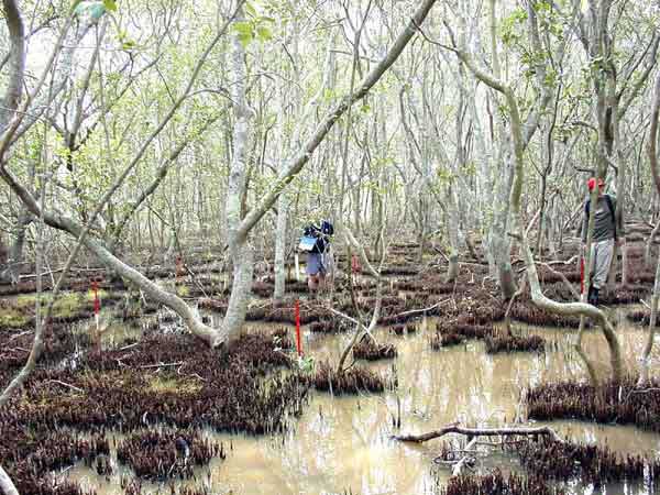 Photo of Avicennia marina, the most extensive mangrove in Moreton Bay Qld