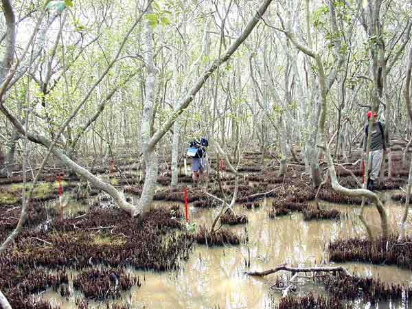 Photo of Avicennia marina, the most extensive mangrove in Moreton Bay Qld Photo of Avicennia marina, the most extensive mangrove in Moreton Bay Qld