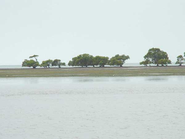 Photo of mangroves growing in conjunction with expansive mud flats and seagrass beds, Moreton Bay, QLD. Photo of mangroves growing in conjunction with expansive mud flats and seagrass beds, Moreton Bay, QLD.