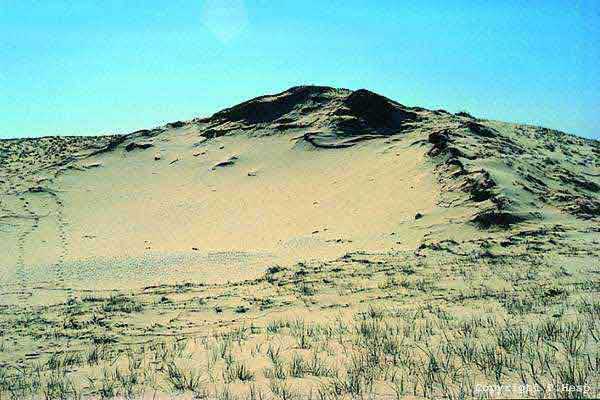 Photo of a blowout in the crest of a foredune at Hawks Nest, NSW Photo of a blowout in the crest of a foredune at Hawks Nest, NSW
