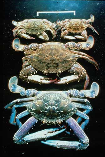 Photo of Blue Manna Crabs (Portunnus pelagicus)