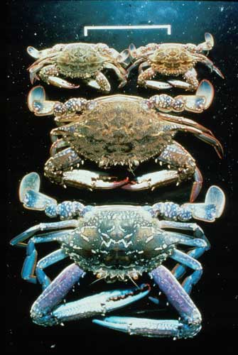 Photo of Blue Manna Crabs (Portunnus pelagicus) Photo of Blue Manna Crabs (Portunnus pelagicus)