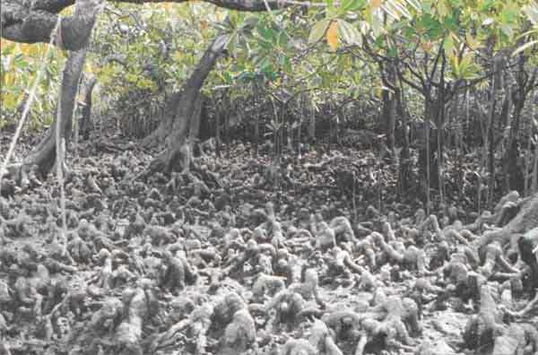 Photo of the knee roots of Bruguiera gymnorrhiza that provide for oxygen uptake by the mangrove roots in anoxic mangrove muds Photo of the knee roots of Bruguiera gymnorrhiza that provide for oxygen uptake by the mangrove roots in anoxic mangrove muds