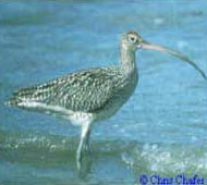 Eastern Curlew Eastern Curlew