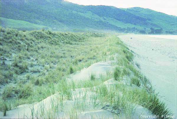 Photo of an incipient foredune and established foredune (Mahia Peninsula, NZ) Photo of an incipient foredune and established foredune (Mahia Peninsula, NZ)