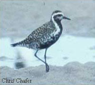 Pacific Golden Plover Pacific Golden Plover