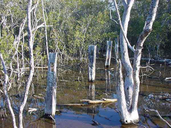 Photo of die back in mangroves in Moreton Bay, QLD Photo of die back in mangroves in Moreton Bay, QLD