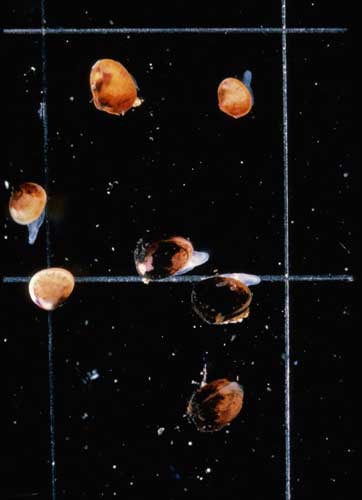 Photo of the micro-clam (Arthritica semen) Photo of the micro-clam (Arthritica semen)