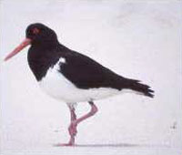 Pied Oystercatcher Pied Oystercatcher