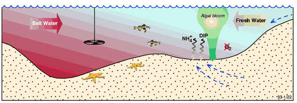 Conceptual model illustrating oxygen depletion and nutrient regenration in bottom waters (and sediments) in the stratified portion of an estuary. Conceptual model illustrating oxygen depletion and nutrient regenration in bottom waters (and sediments) in the stratified portion of an estuary