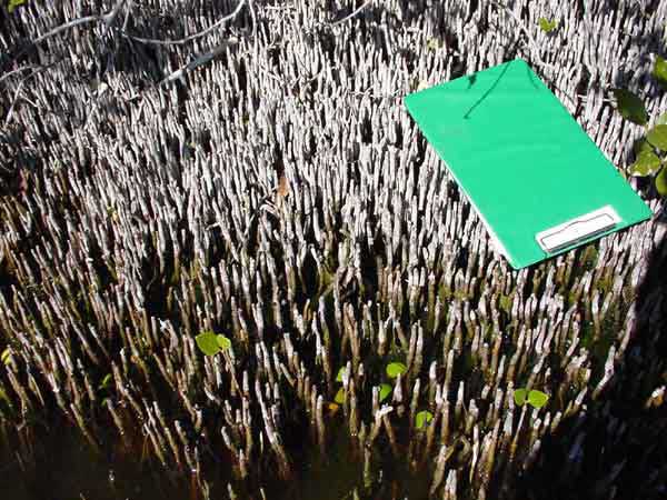 Changes in mangrove areas Changes in mangrove areas
