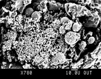 Photo showing Cluster of pyrite surrounded by framboids from the Pimpama River (SE Qld) Photo showing Cluster of pyrite surrounded by framboids from the Pimpama River (SE Qld)
