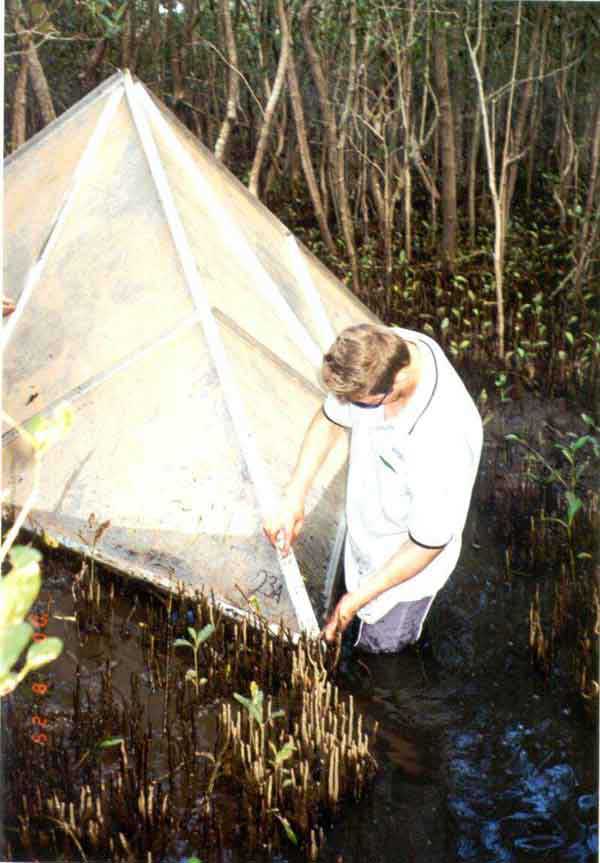 Photo of research in Avicennia marina mangroves Photo of research in Avicennia marina mangroves