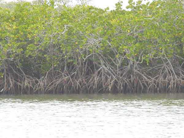 Photo of the prop roots of Rhizophora stylosa, these enable mangroves to grow low in the intertide zone where the roots become inundated during high tides Photo of the prop roots of Rhizophora stylosa, these enable mangroves to grow low in the intertide zone where the roots become inundated during high tides