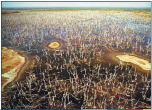 Melaleuca Deaths from Saline Intrusion on the Mary River, Northern Territory