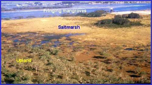 Photo of saltmarsh on Tabby Tabby Island, Moreton Bay, QLD Photo of saltmarsh on Tabby Tabby Island, Moreton Bay, QLD