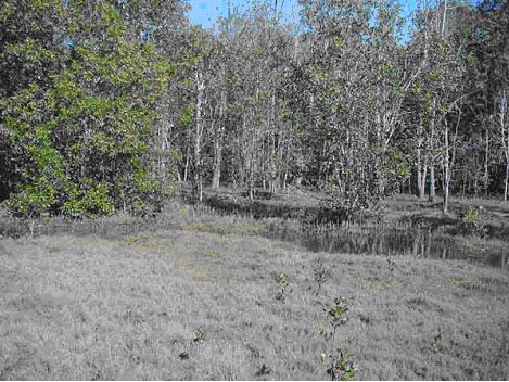 An Avicennia mangrove encroaching into a saltmarsh area (photo by Jon Knight, UQ) An Avicennia mangrove encroaching into a saltmarsh area (photo by Jon Knight, UQ)