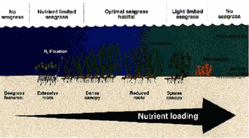 Figure of nutrient loading effects on seagrass systems