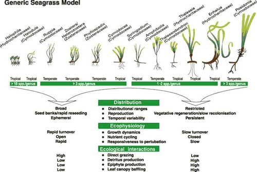 Figure of the Generic Seagrass Model