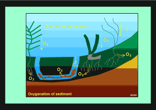 Figure of burrowing and tube-building by deposit-feeding benthic invertebrates (bioturbators) Figure of burrowing and tube-building by deposit-feeding benthic invertebrates (bioturbators)