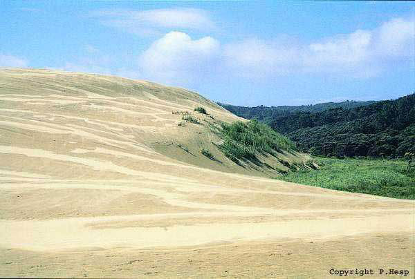 Photo of the downwind margin of a transgressive dunefield in NZ Photo of the downwind margin of a transgressive dunefield in NZ